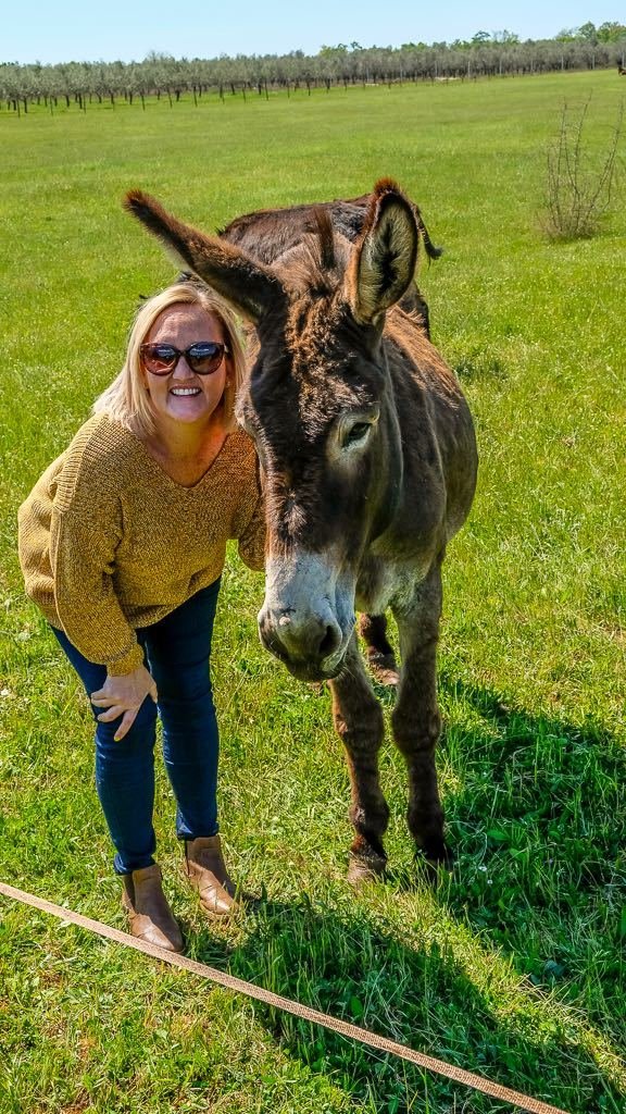 Colours Of Istria Trip Donkey 4 (1)