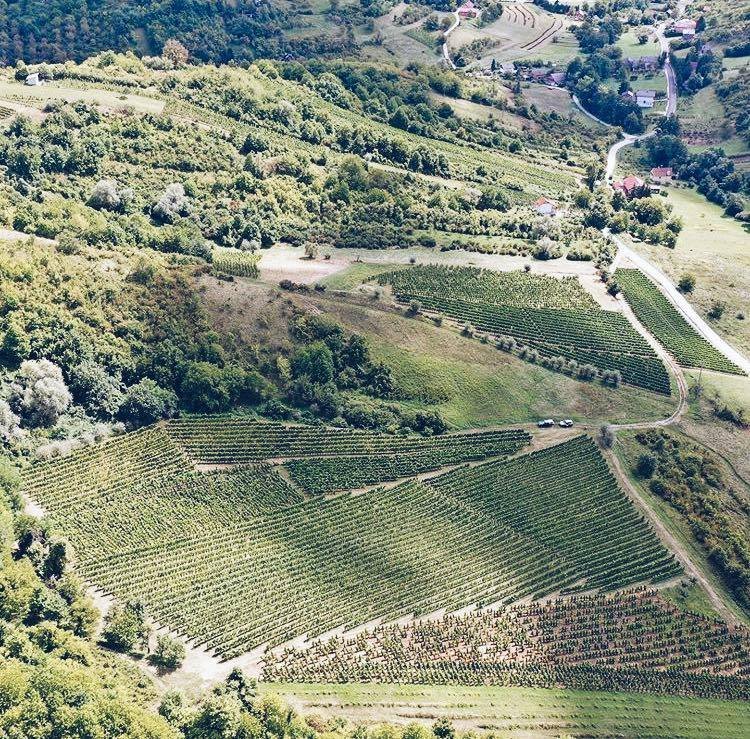 Croatia Travel Blog_Wines and Wine Regions In Croatia_Korak Winery, PleŔivica