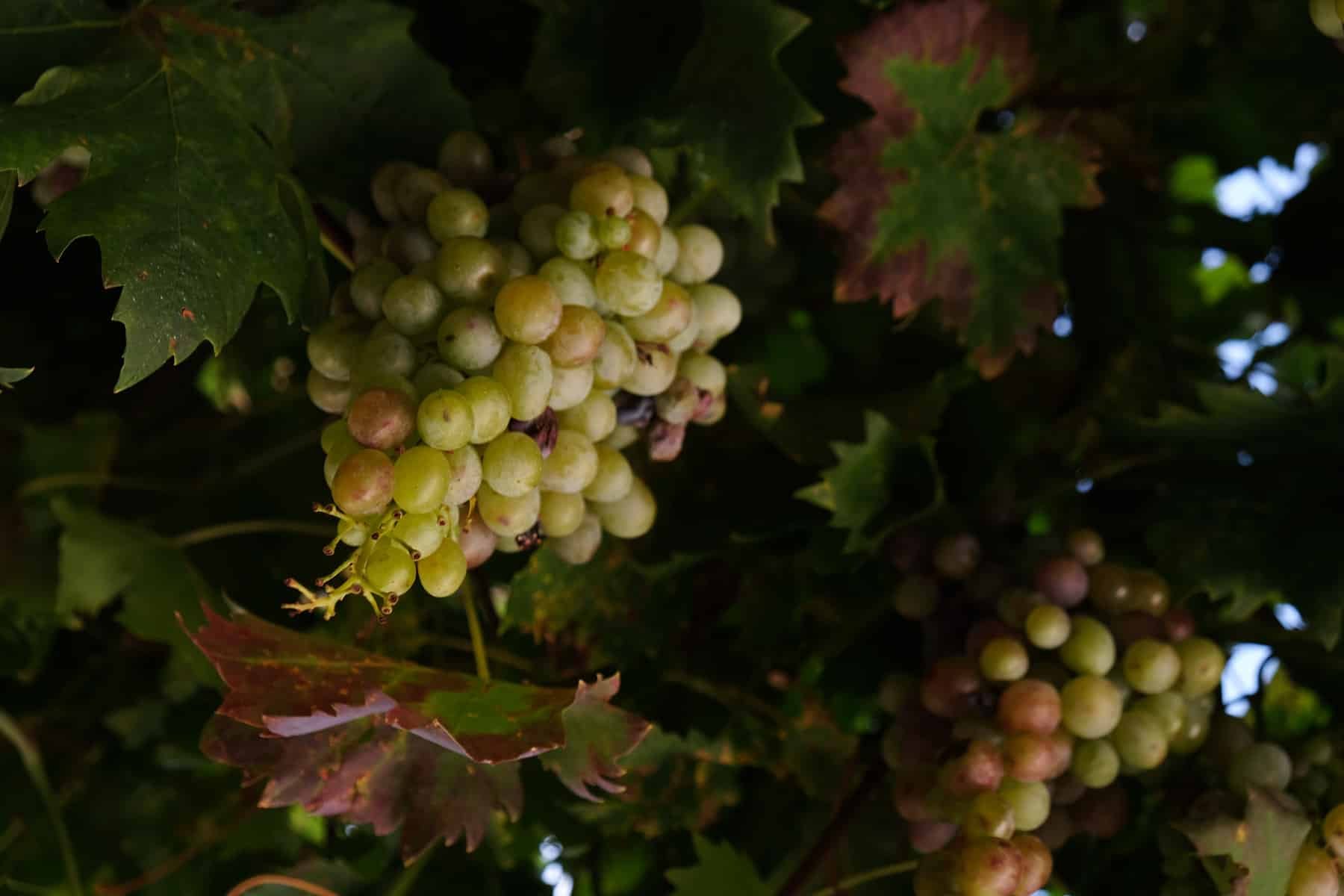 A cluster of grapes hanging from a tree at a winery in Istria