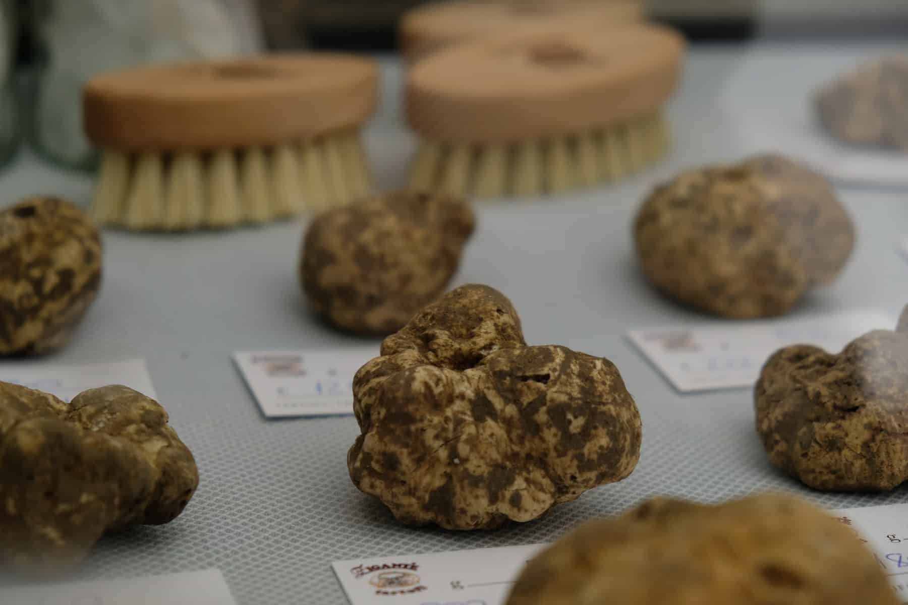 A display of truffles from Istria on a table at Zigante Truffle