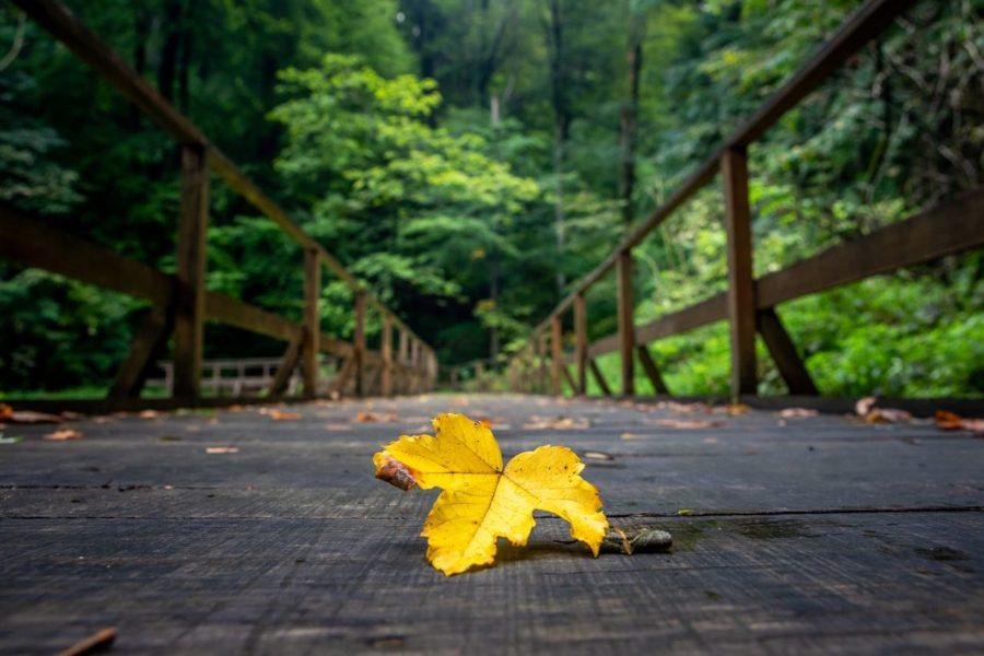 Papuk Nature Park_Leaf_julien.jpg