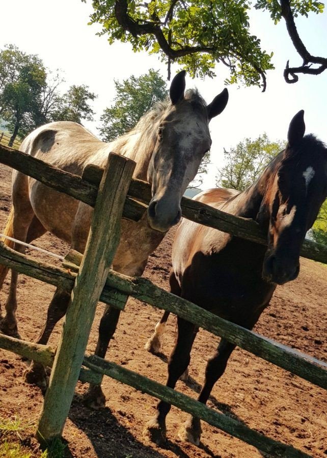 Things To Do In Slavonia Croatia - Horses On The Farm